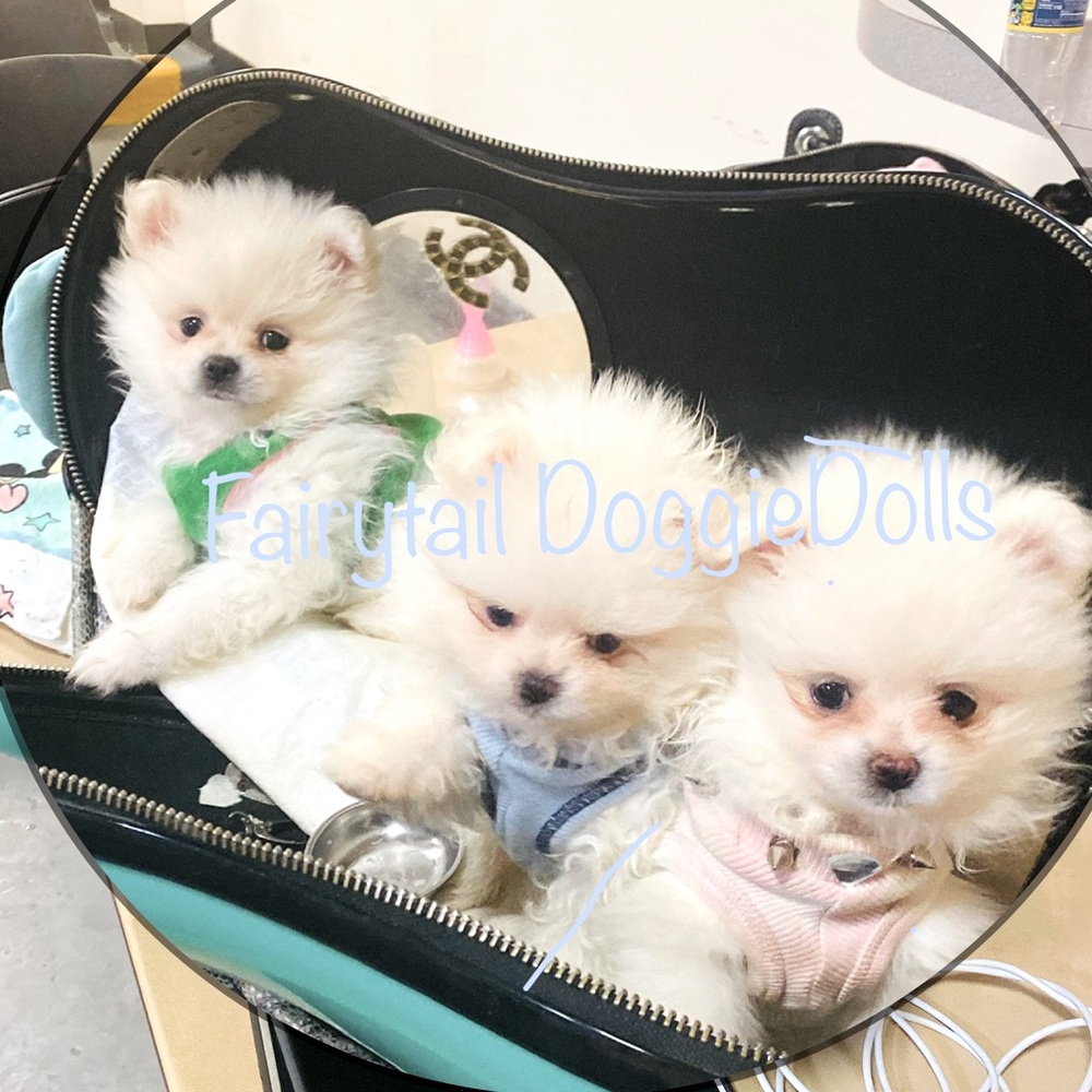 🍼 Teacup ICE WHITE POMS